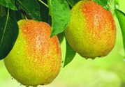 來月經(jīng)可以吃香梨嗎？月經(jīng)期間可以吃香梨嗎？