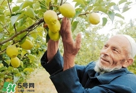香梨吃多了會怎樣？香梨一天可以吃幾個？