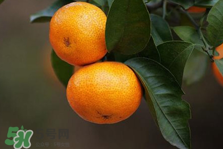 刷牙后吃橘子發(fā)苦正常嗎？刷牙后吃橘子為什么是苦的？