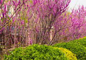 春天養(yǎng)生吃什么菜好？春季養(yǎng)生必吃四種養(yǎng)生菜
