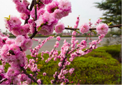 春天養(yǎng)生吃什么粥好？春季養(yǎng)生粥品有哪些？
