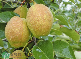 香梨怎么保存？香梨可以放冰箱嗎？