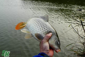 立春后能釣魚嗎？立春后好釣魚嗎？