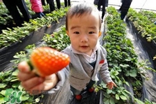 剛摘的草莓可以吃嗎？剛摘的草莓不洗能吃嗎？