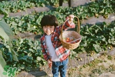 孕婦可以去摘草莓嗎？懷孕了能去摘草莓嗎？