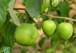 吃青棗會(huì)拉肚子嗎？拉肚子可以吃青棗嗎？