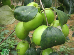 吃青棗會(huì)拉肚子嗎？拉肚子可以吃青棗嗎？