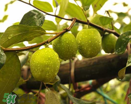 來月經(jīng)可以吃青棗嗎？月經(jīng)可以吃青棗嗎？