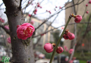 立春后種什么花？立春時開的花有哪些？