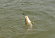 立春后能釣魚(yú)嗎？立春后好釣魚(yú)嗎？