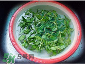 香菜煮水洗腎是真的嗎？香菜煮水洗腎是真的嗎