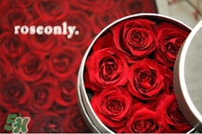 roseonly是什么花？roseonly是真花還是假花？