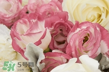 roseonly是怎么火起來(lái)的？roseonly值得買(mǎi)嗎？
