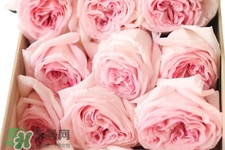 roseonly可以保存多久？roseonly能放多長時(shí)間？