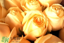 情人節(jié)可以送黃玫瑰嗎？情人節(jié)送黃玫瑰好嗎？