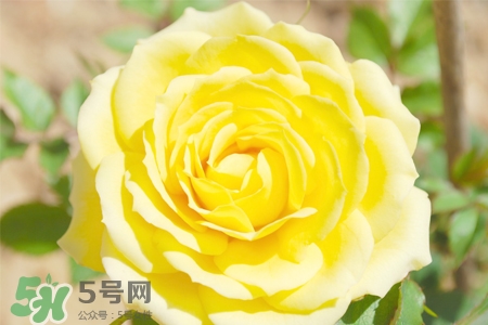 情人節(jié)可以送黃玫瑰嗎？情人節(jié)送黃玫瑰好嗎？