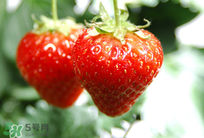 小孩咳嗽可以吃草莓嗎？小孩發(fā)燒可以吃草莓好？