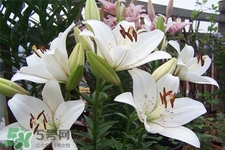 百合花怎么養(yǎng)？百合花在家怎么養(yǎng)？