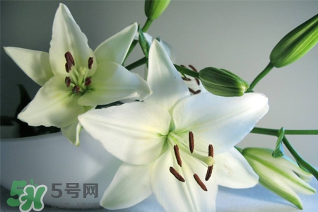 百合花怎么養(yǎng)？百合花在家怎么養(yǎng)？