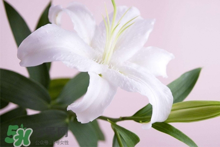 百合花怎么養(yǎng)？百合花在家怎么養(yǎng)？