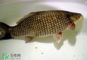 春天釣鯽魚用什么餌料？春天釣鯽魚餌料配方