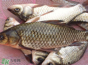 春天釣鯽魚用什么餌料？春天釣鯽魚餌料配方