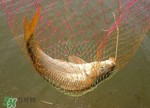春天釣鯉魚用什么餌料？春天釣鯉魚餌料配方
