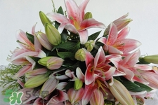 養(yǎng)百合花用什么水？養(yǎng)百合花水里放什么？