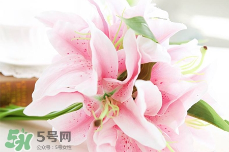 養(yǎng)百合花用什么水？養(yǎng)百合花水里放什么？