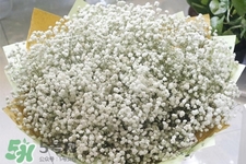 滿天星在花瓶里怎么養(yǎng)？滿天星買回來要養(yǎng)水嗎？