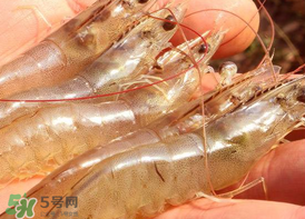 凍蝦發(fā)黑能吃嗎？變黑的凍蝦還能吃嗎？