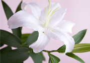 百合花葉子發(fā)黃怎么回事？百合花葉子發(fā)黃怎么辦？