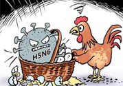 h7n9禽流感怎么預(yù)防？預(yù)防h7n9禽流感知識(shí)