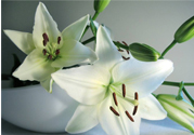 百合花能放花瓶里養(yǎng)嗎？百合花在花瓶里怎么養(yǎng)？