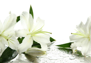 百合花怎么養(yǎng)水里？水養(yǎng)百合花怎么開久些？