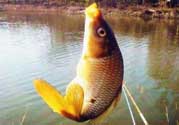 春天釣鯉魚用什么餌料？春天釣鯉魚餌料配方