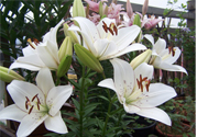 百合花怎么養(yǎng)？百合花在家怎么養(yǎng)？