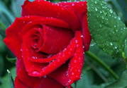玫瑰花可以放多久？玫瑰花可以放幾天？