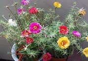 春天家里適合種什么花？春天適合種植什么花？