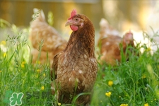 h7n9禽流感可以治愈嗎？禽流感能治好嗎？