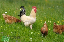 h7n9禽流感可以治愈嗎？禽流感能治好嗎？