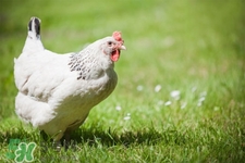h7n9禽流感可以治愈嗎？禽流感能治好嗎？