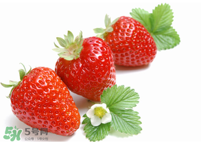 奶油草莓是什么品種？奶油草莓和巧克力草莓的區(qū)別 