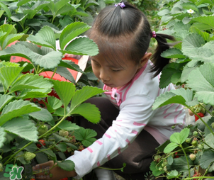 三亞哪里可以摘草莓？三亞摘草莓在哪里？