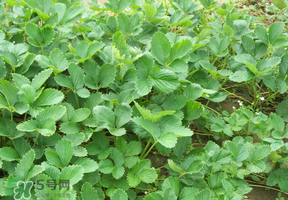 草莓苗幾月份種植？幾月份可以種草莓？