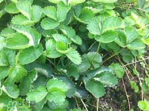草莓苗幾月份種植？幾月份可以種草莓？