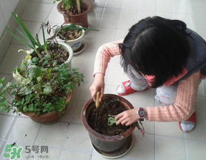 春天家里適合種什么花？春天適合種植什么花？
