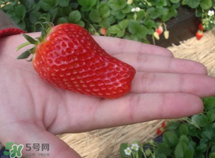怎么辨別有機(jī)草莓？有機(jī)草莓和普通草莓的區(qū)別 