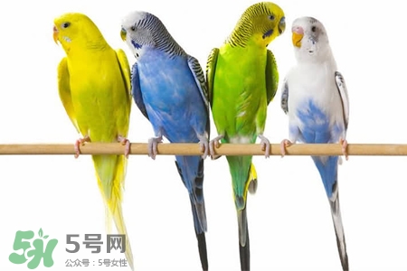 禽流感可以養(yǎng)鸚鵡嗎？禽流感期間能養(yǎng)鸚鵡嗎？