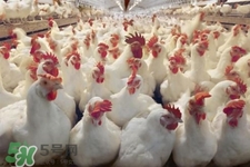 禽流感期間要注意什么？防治禽流感的注意事項(xiàng)